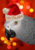 Loro feliz año nuevo